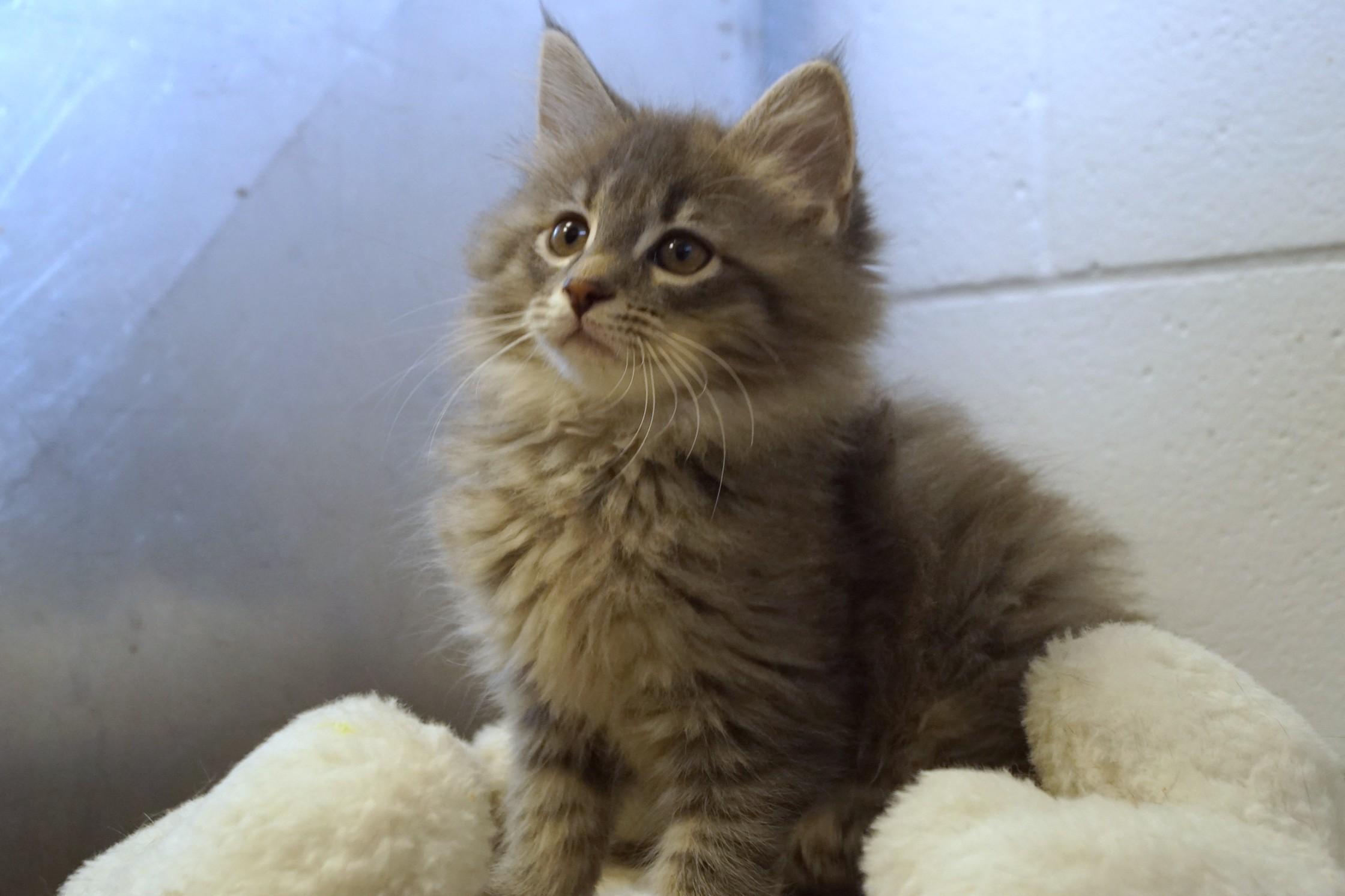 Kitten 26-3 B DLH, an adopted Domestic Long Hair in New Milford, CT image 2/6