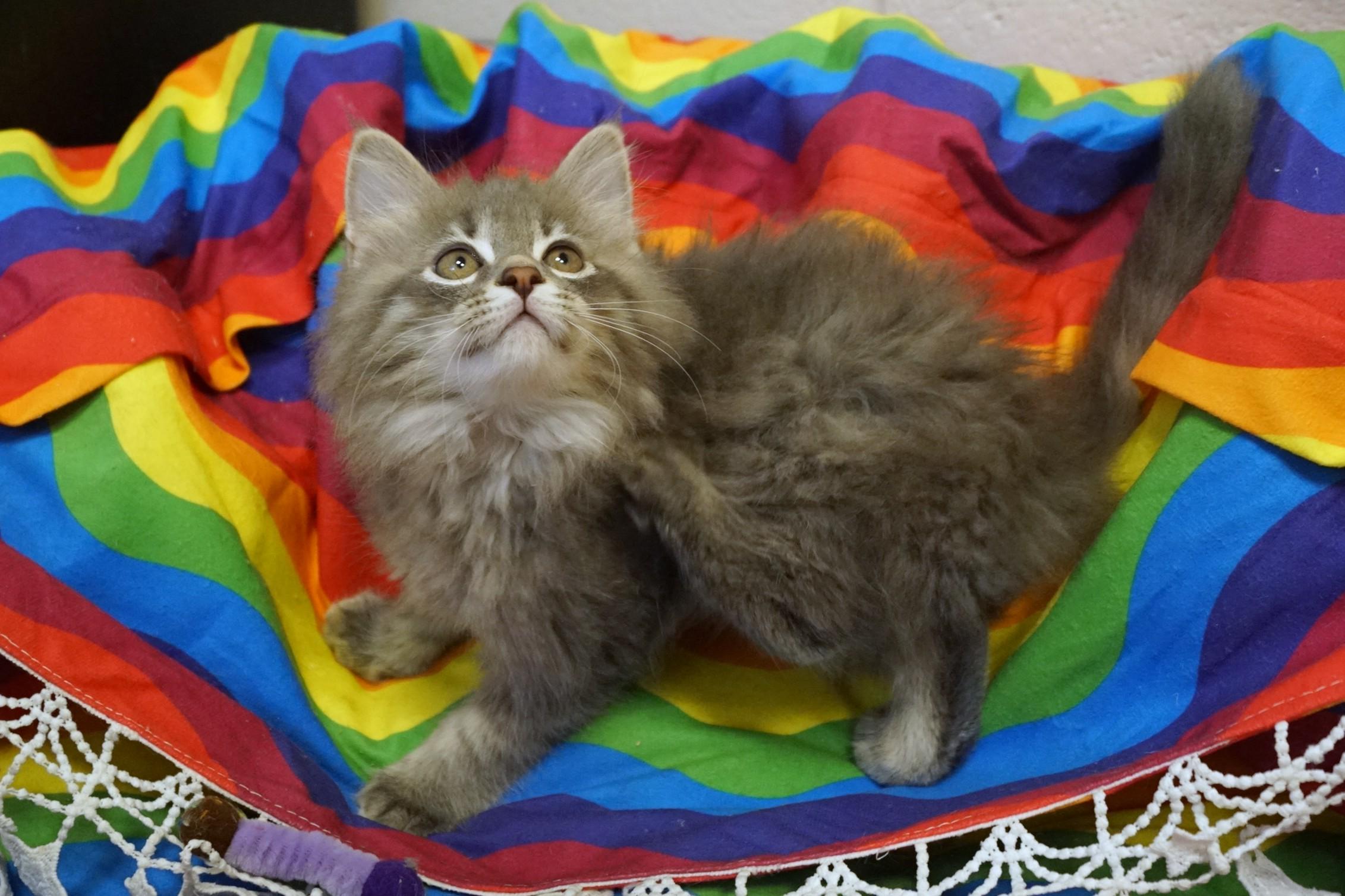 Kitten 26-3 B DLH, an adopted Domestic Long Hair in New Milford, CT image 3/6
