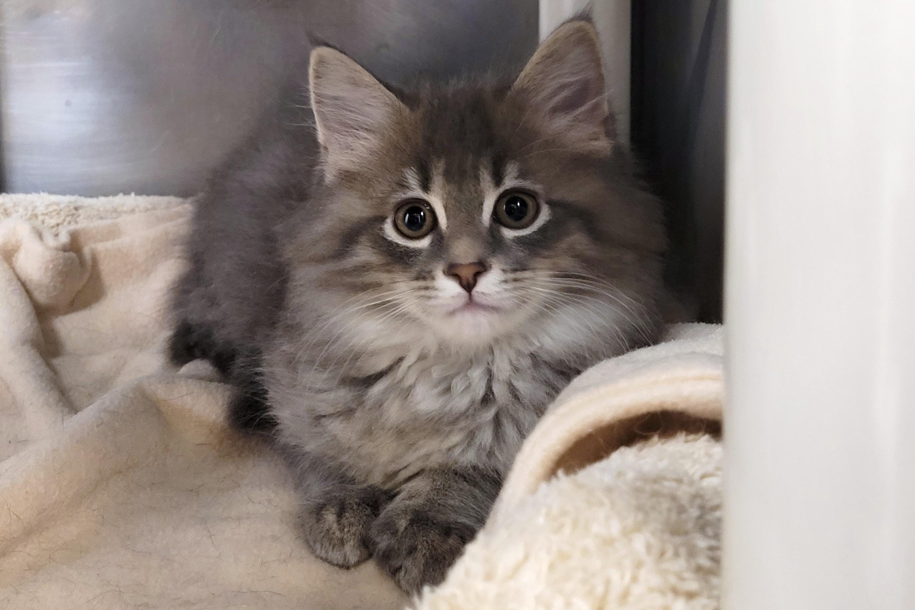 Kitten 26-3 B DLH, an adopted Domestic Long Hair in New Milford, CT image 6/6