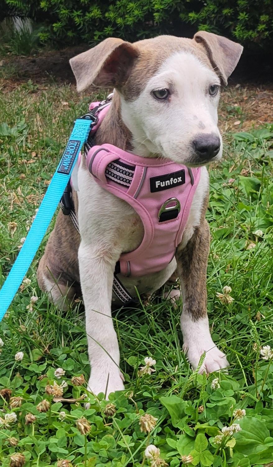 Allie, an adopted mixed breed in Elwood, NJ image 4/4