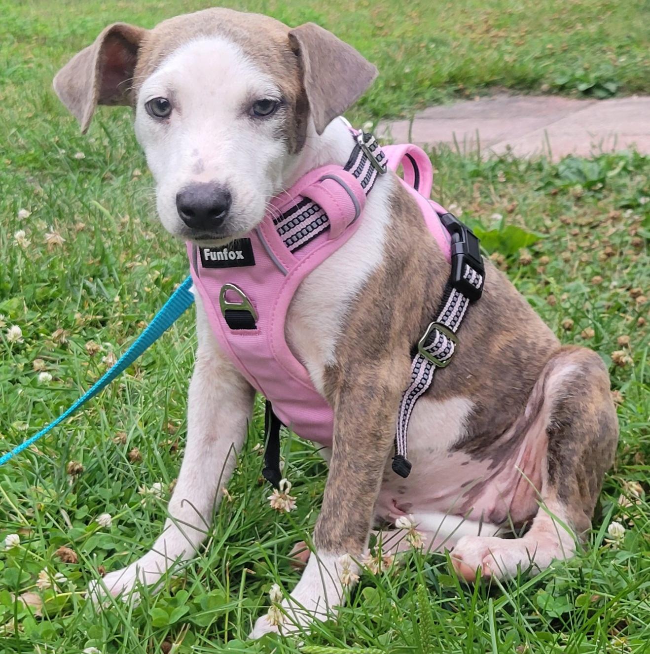 Allie, an adopted mixed breed in Elwood, NJ image 3/4