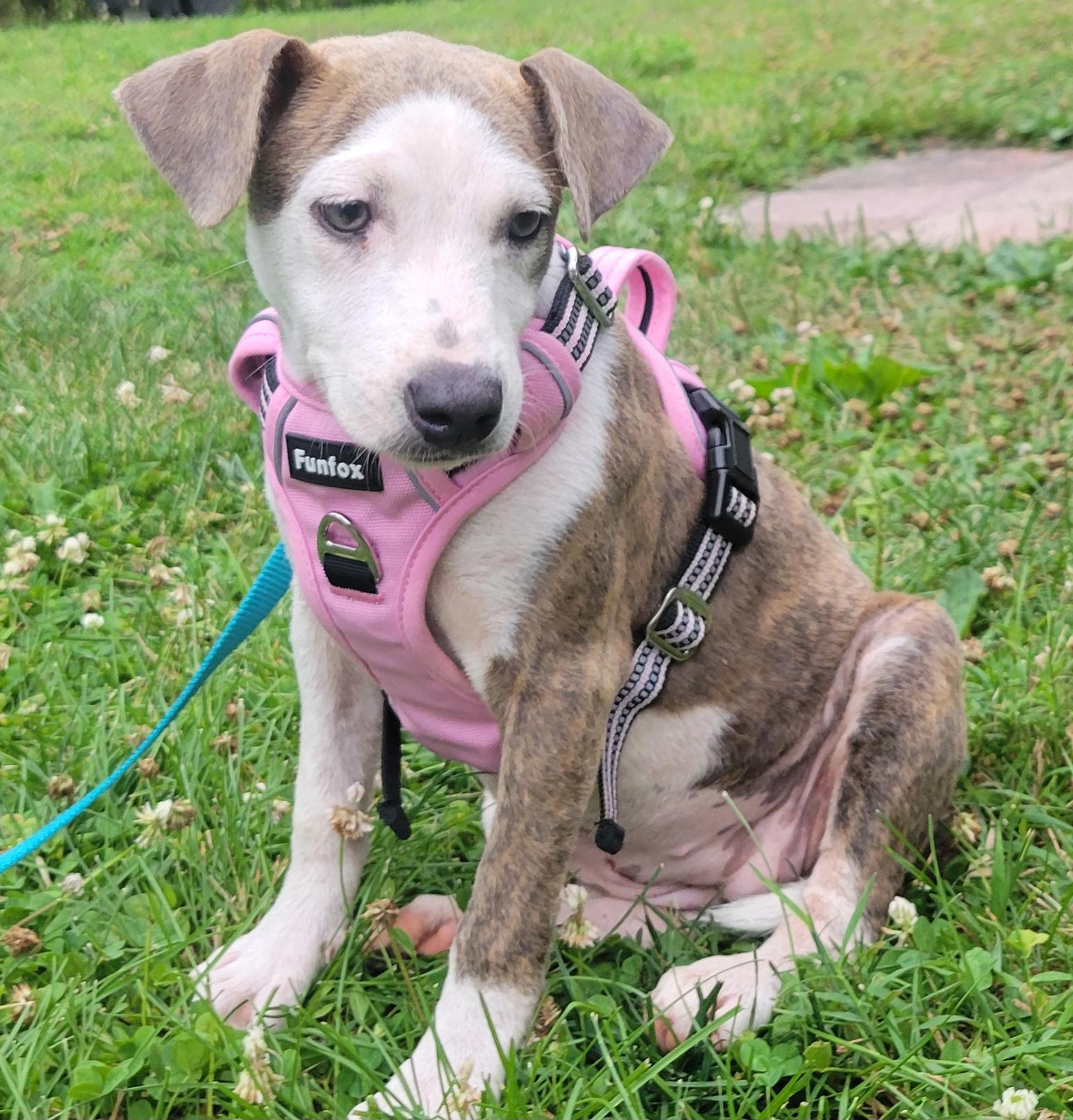 Allie, an adopted mixed breed in Elwood, NJ image 1/4