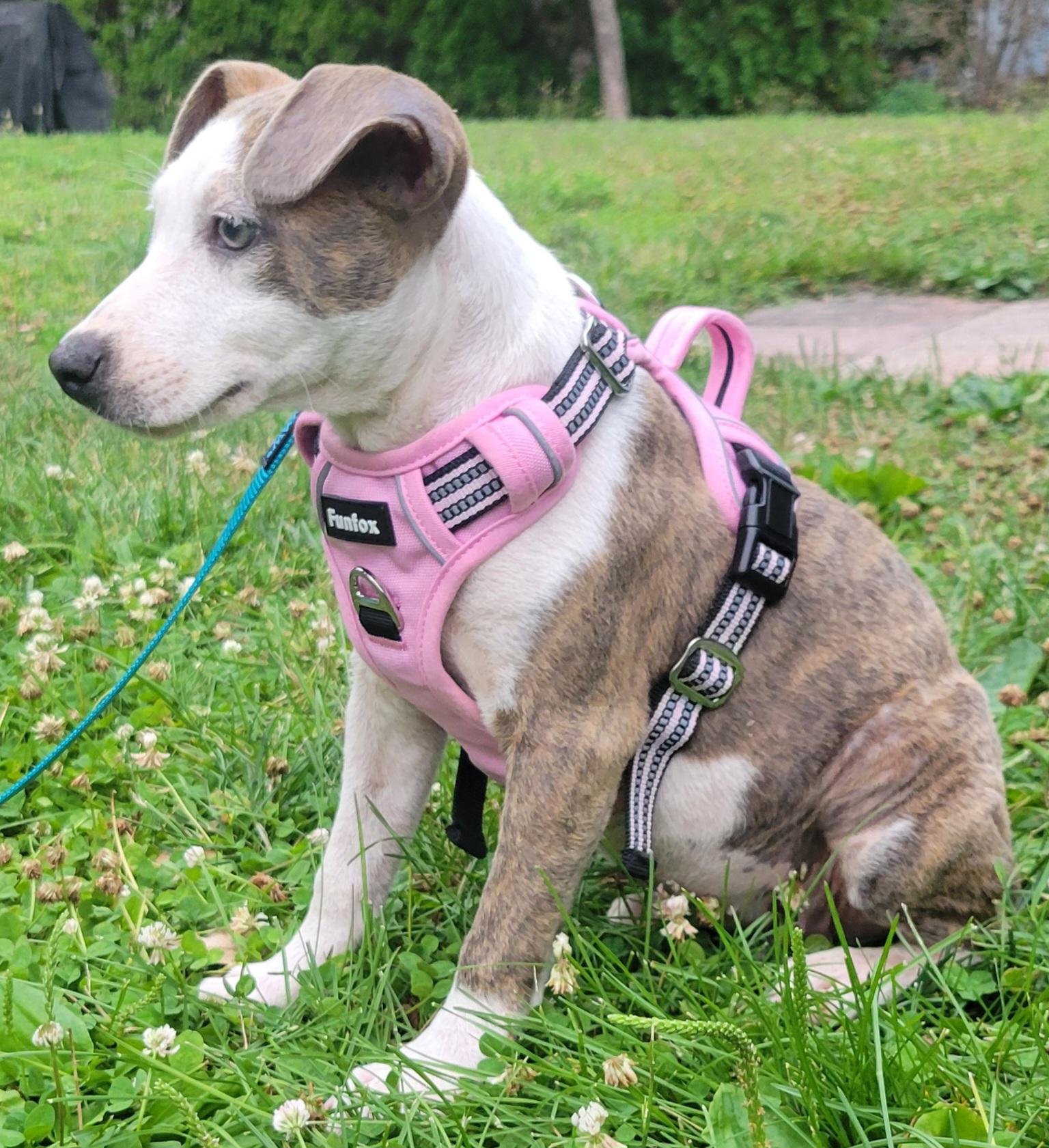 Allie, an adopted mixed breed in Elwood, NJ image 2/4