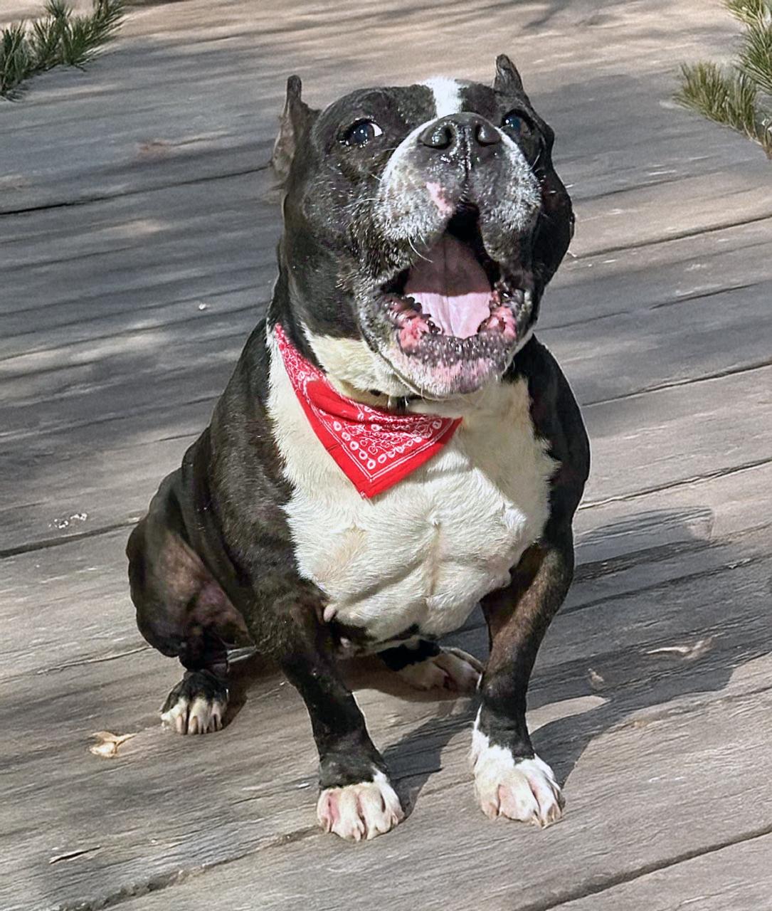 Kore, Adoptable, Adult Female Boston Terrier & English Bulldog.