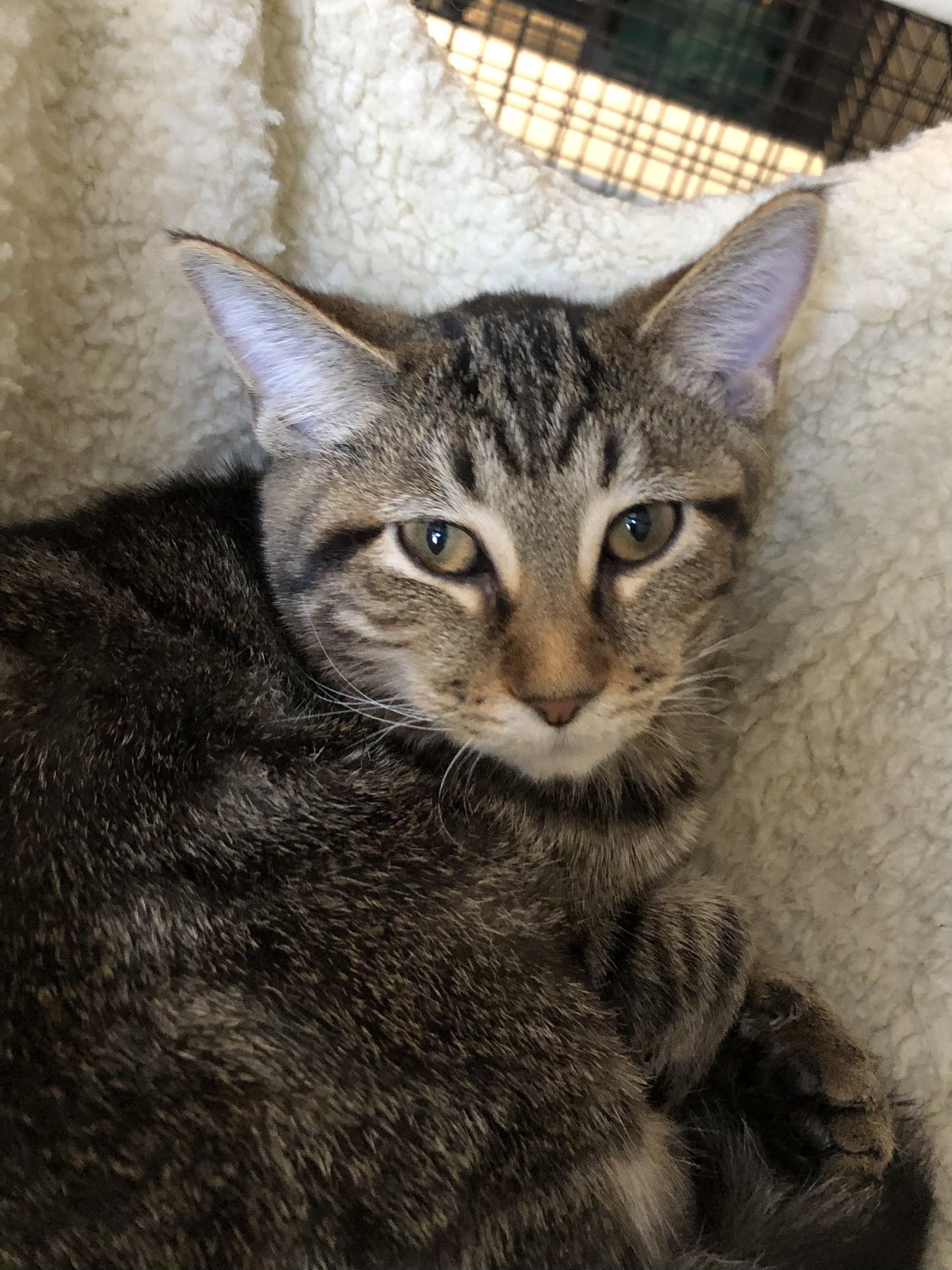 Artemis