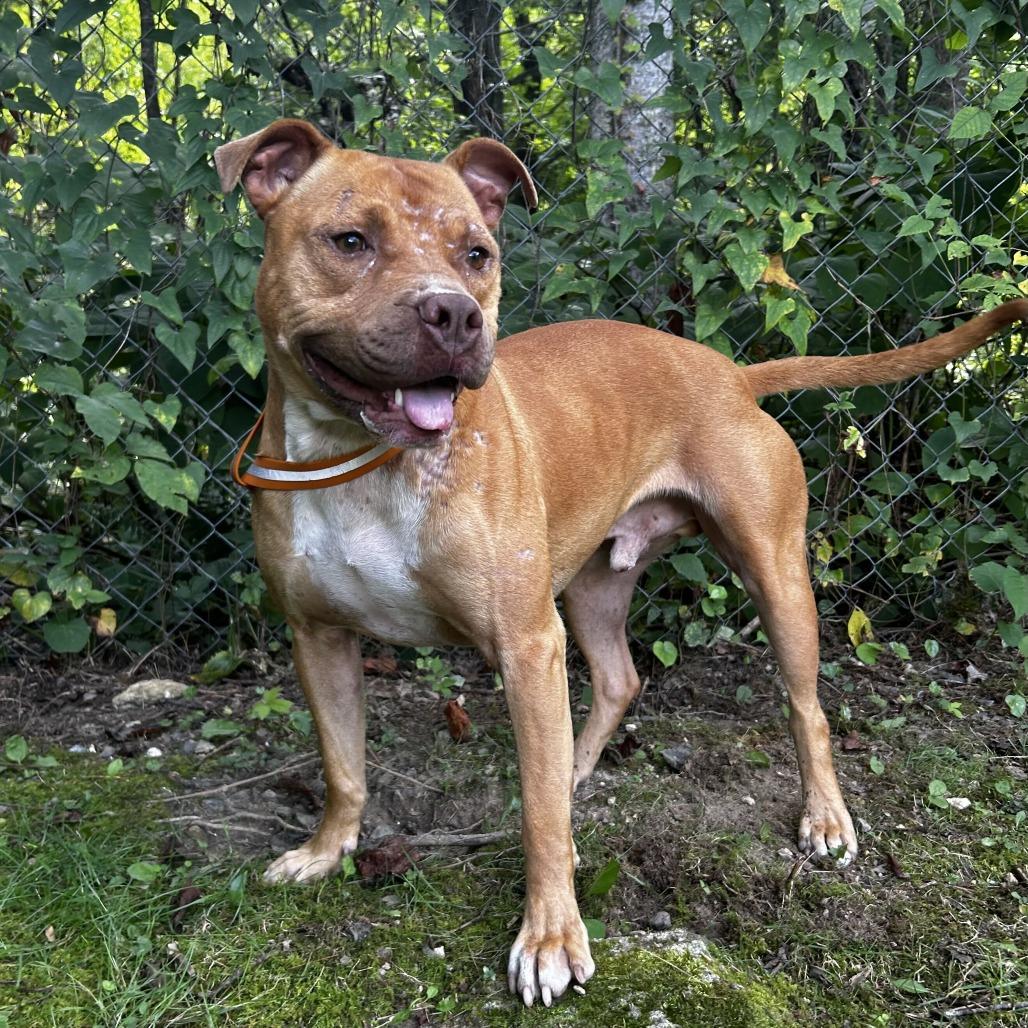 Blue, Adoptable, Adult Male Mixed Breed.