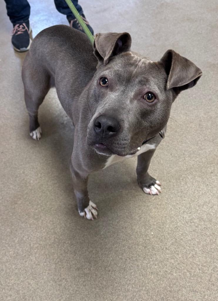 Enlarge Teagan, a Adoptable Pit Bull Terrier in Springfield, OH image 1/1