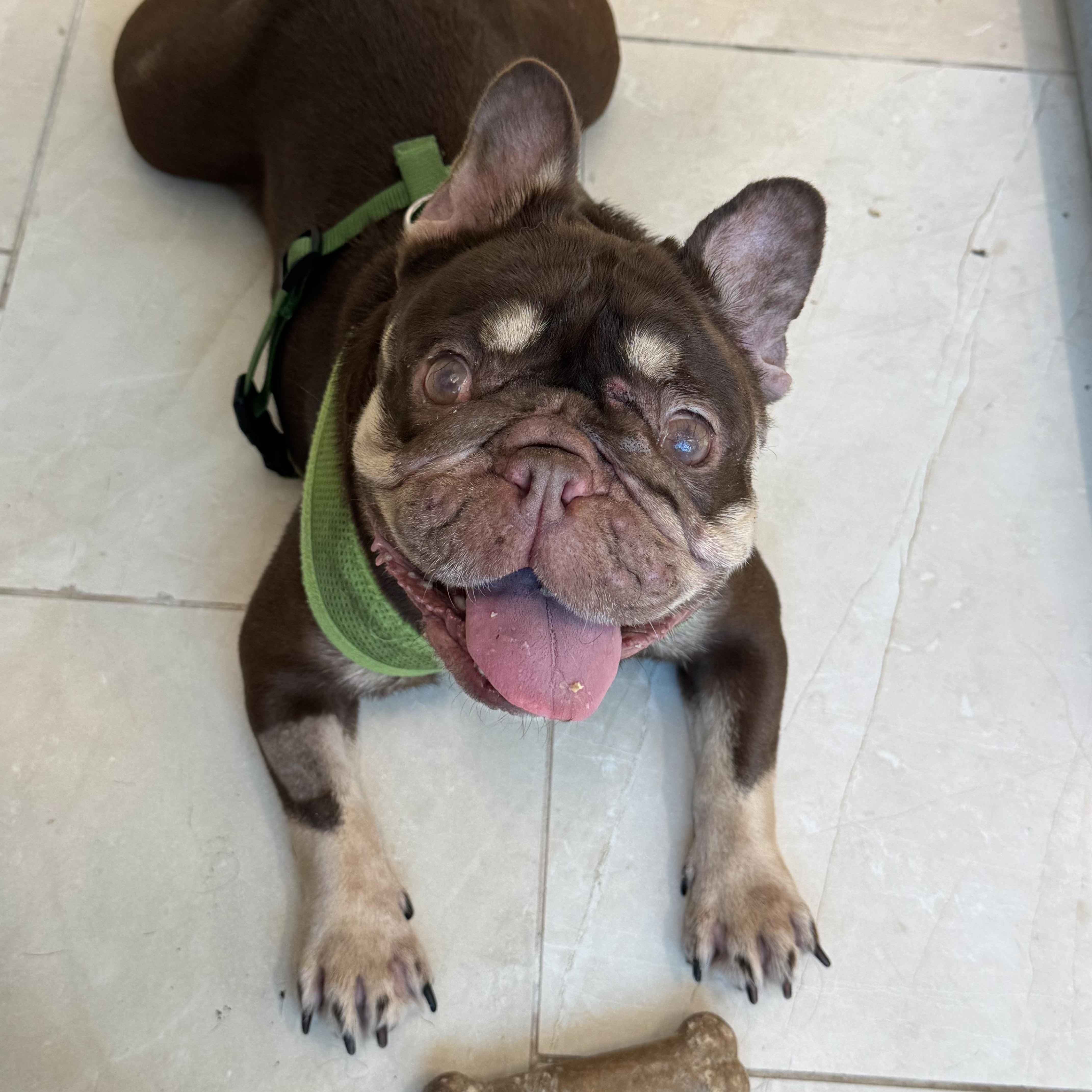 Lilly 5659, ADOPTABLE, Adult Female French Bulldog.