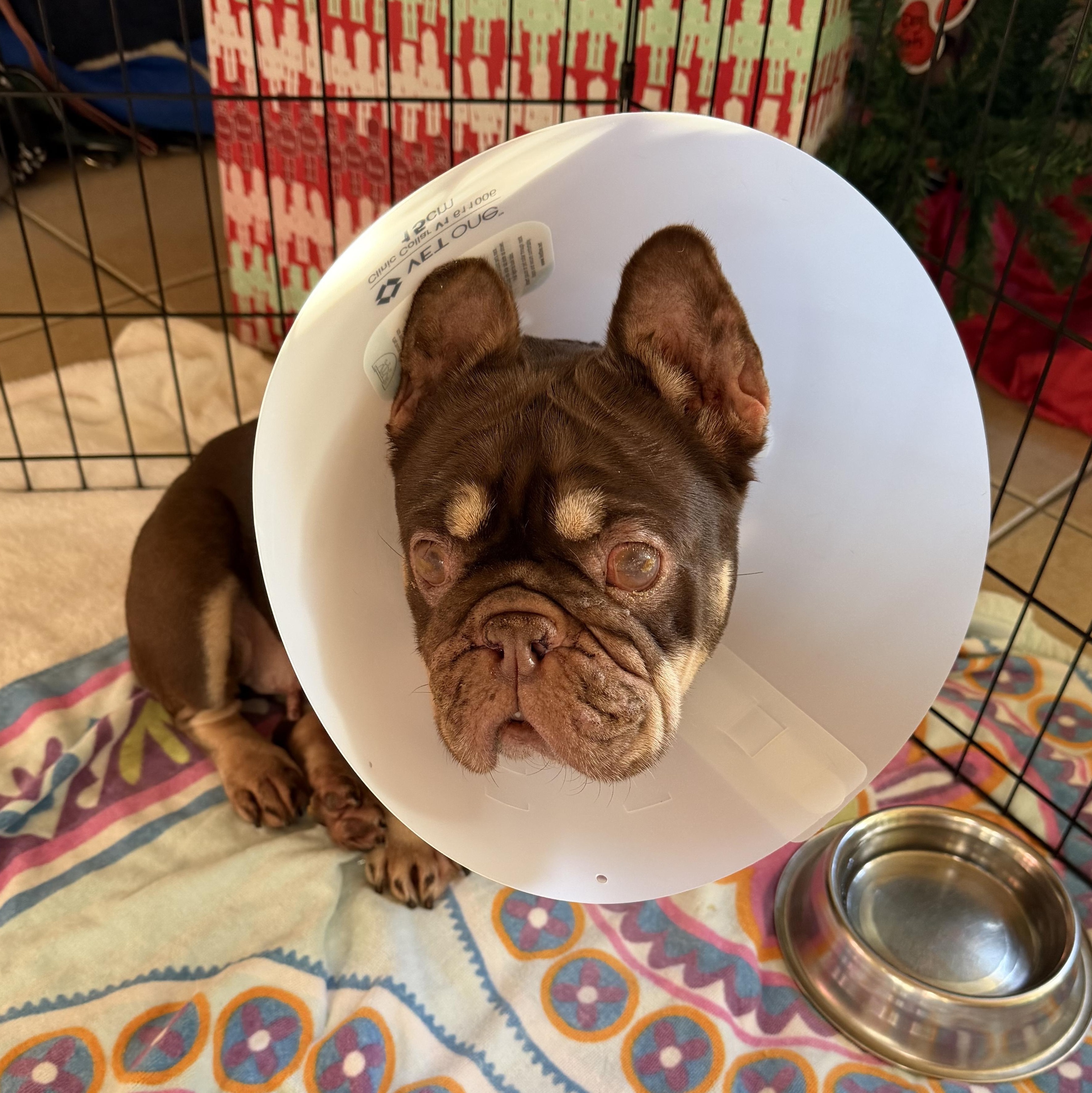 Lilly 5659, ADOPTABLE, Adult Female French Bulldog.