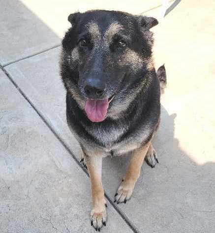 Artemis, Adoptable, Adult Female German Shepherd Dog.