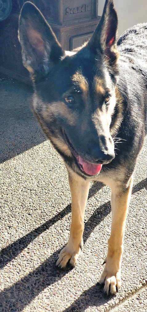 Artemis, a Adoptable German Shepherd Dog in Pleasant Grove, CA image 2/6