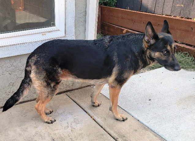 Artemis, a Adoptable German Shepherd Dog in Pleasant Grove, CA image 3/6