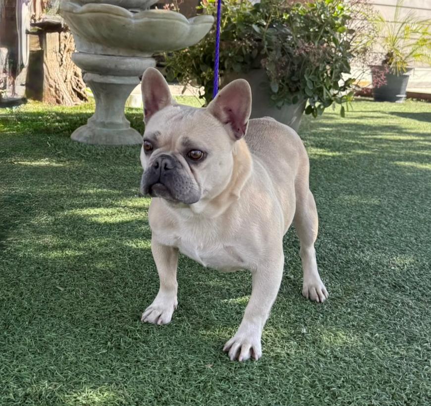 Camilla, ADOPTABLE, Adult Female French Bulldog.