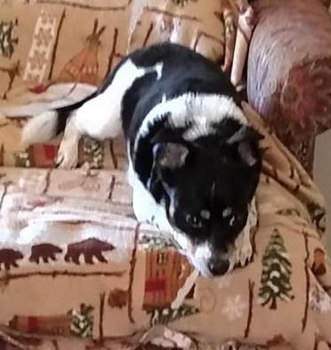 Enlarge Buddy, an adoptable mixed breed in Euclid, OH image 5/6