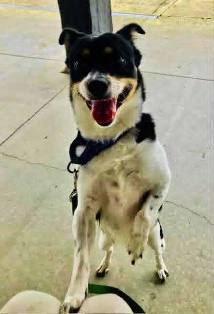 Enlarge Buddy, an adoptable mixed breed in Euclid, OH image 6/6