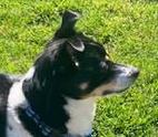 Buddy, adoptable, Adult Male Border Collie.