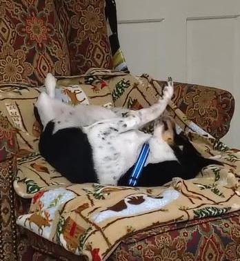 Enlarge Buddy, an adoptable mixed breed in Euclid, OH image 2/6