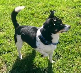 Enlarge Buddy, an adoptable mixed breed in Euclid, OH image 3/6