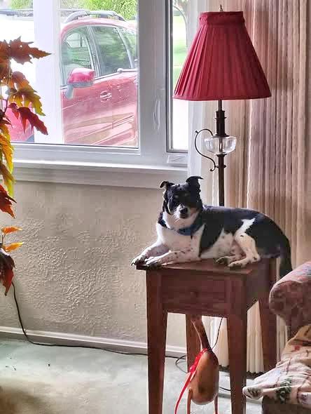 Enlarge Buddy, an adoptable mixed breed in Euclid, OH image 4/6