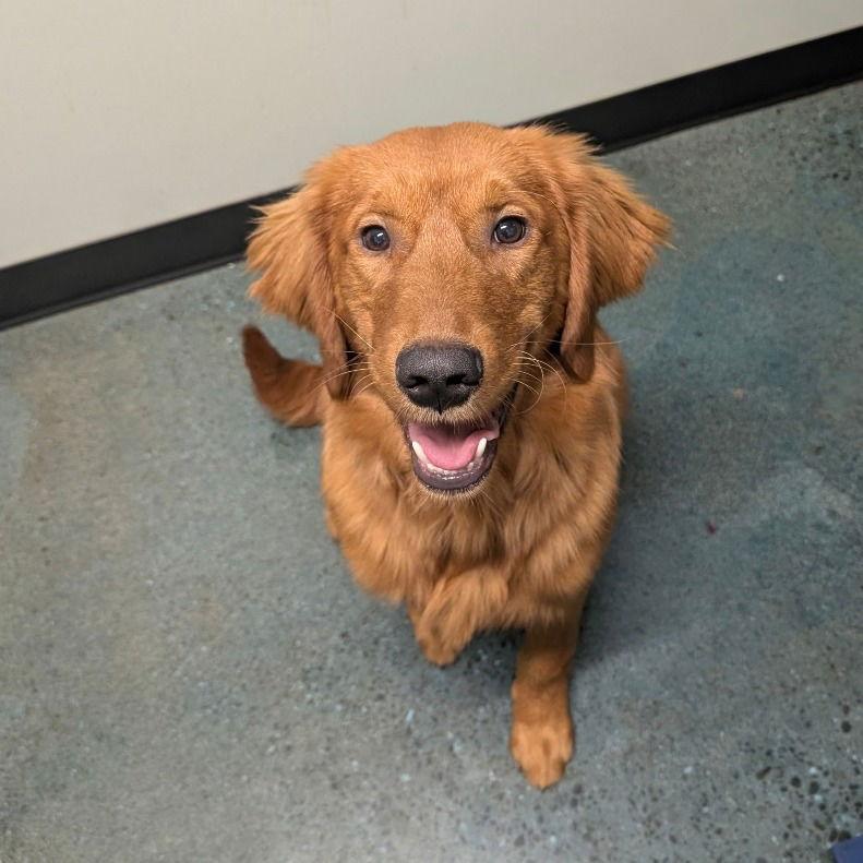 BUFORD, Adopted, Young Male Golden Retriever.