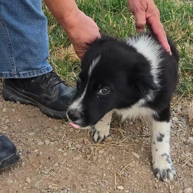 Uno, Adoptable, Young Male Border Collie.