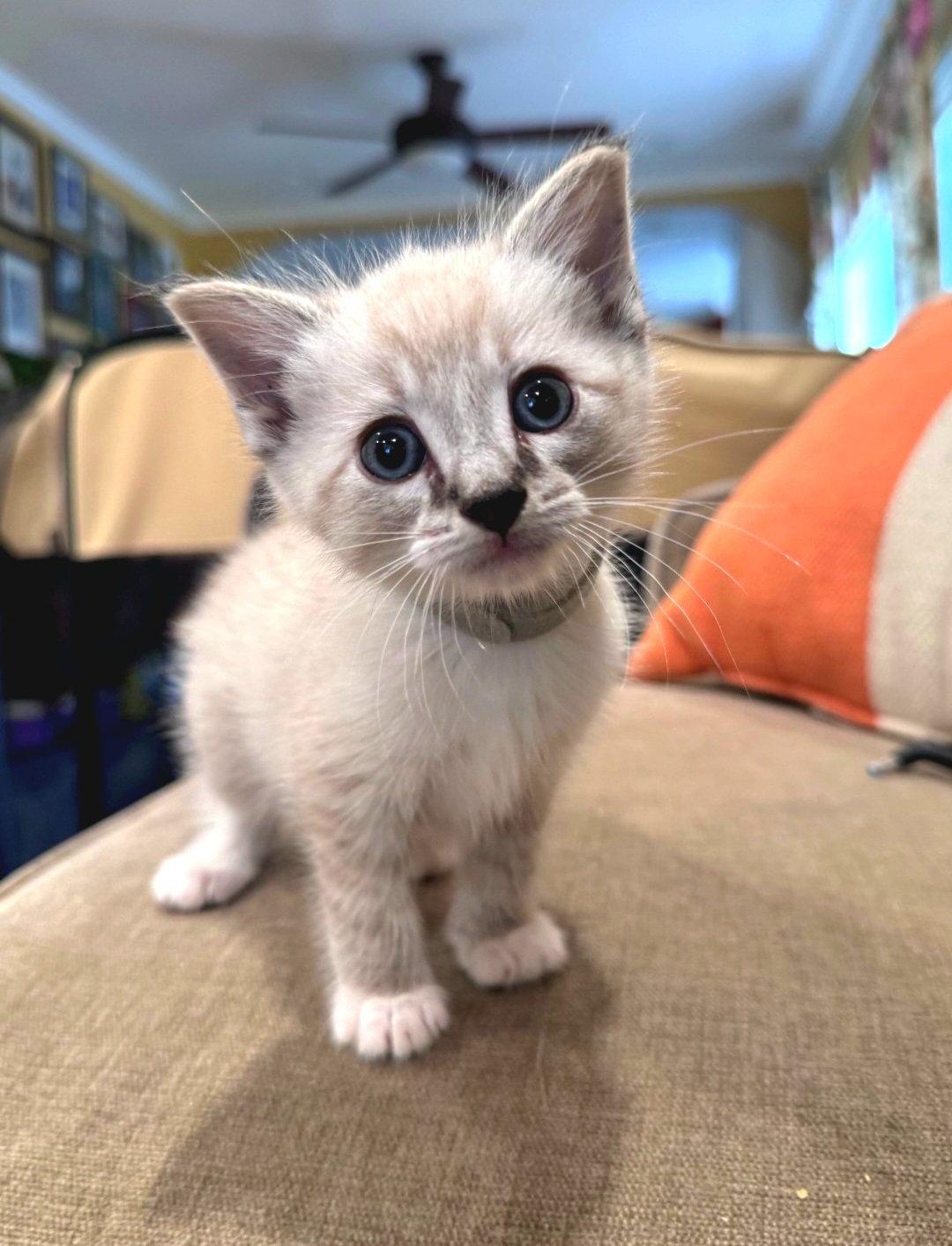 Horchata, Adoptable, Kitten Female Domestic Short Hair & Siamese.