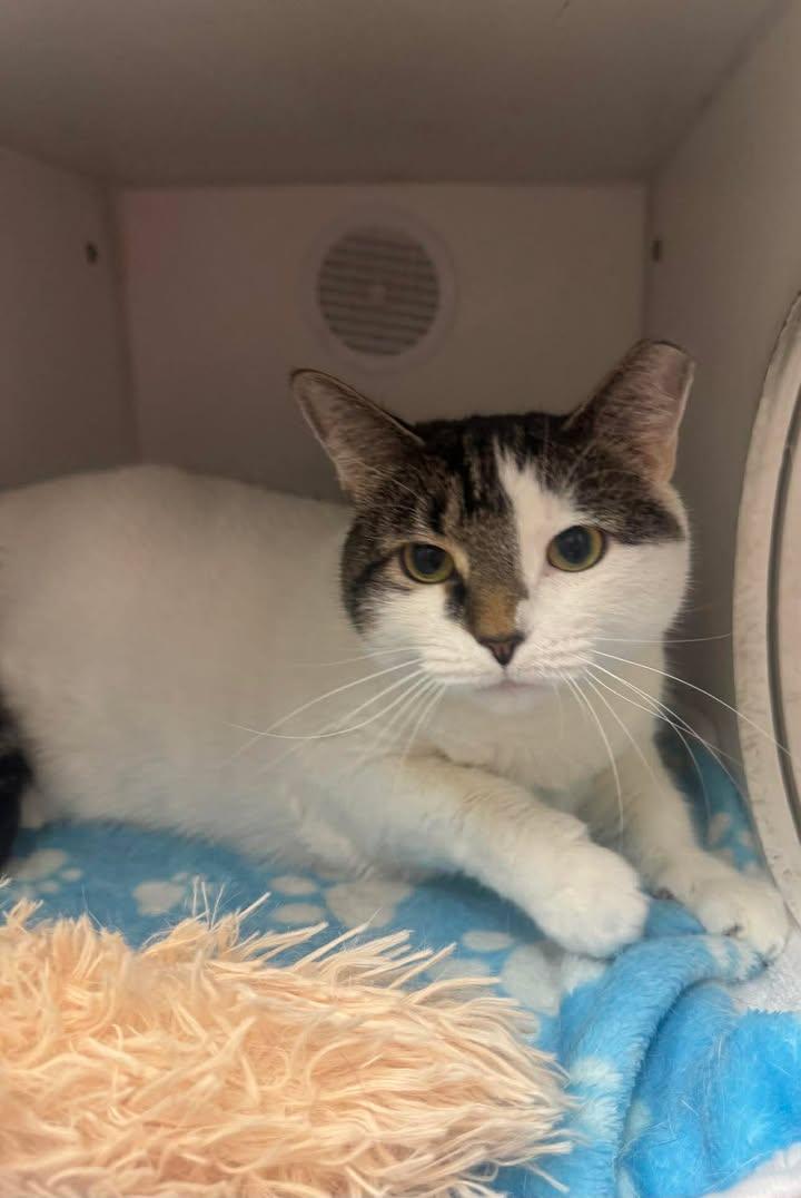 Wendy, Adoptable, Young Female Domestic Short Hair.