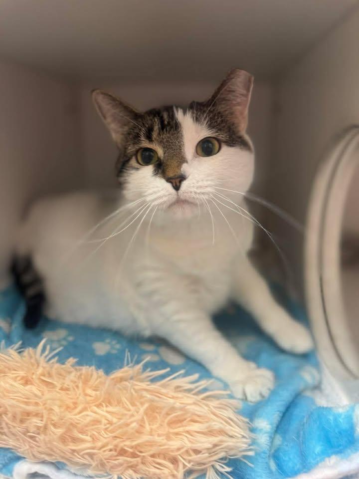 Enlarge Wendy, a Adoptable Domestic Short Hair in Stamford, CT image 2/2