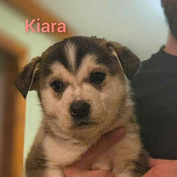 Kiara (20260219-04)