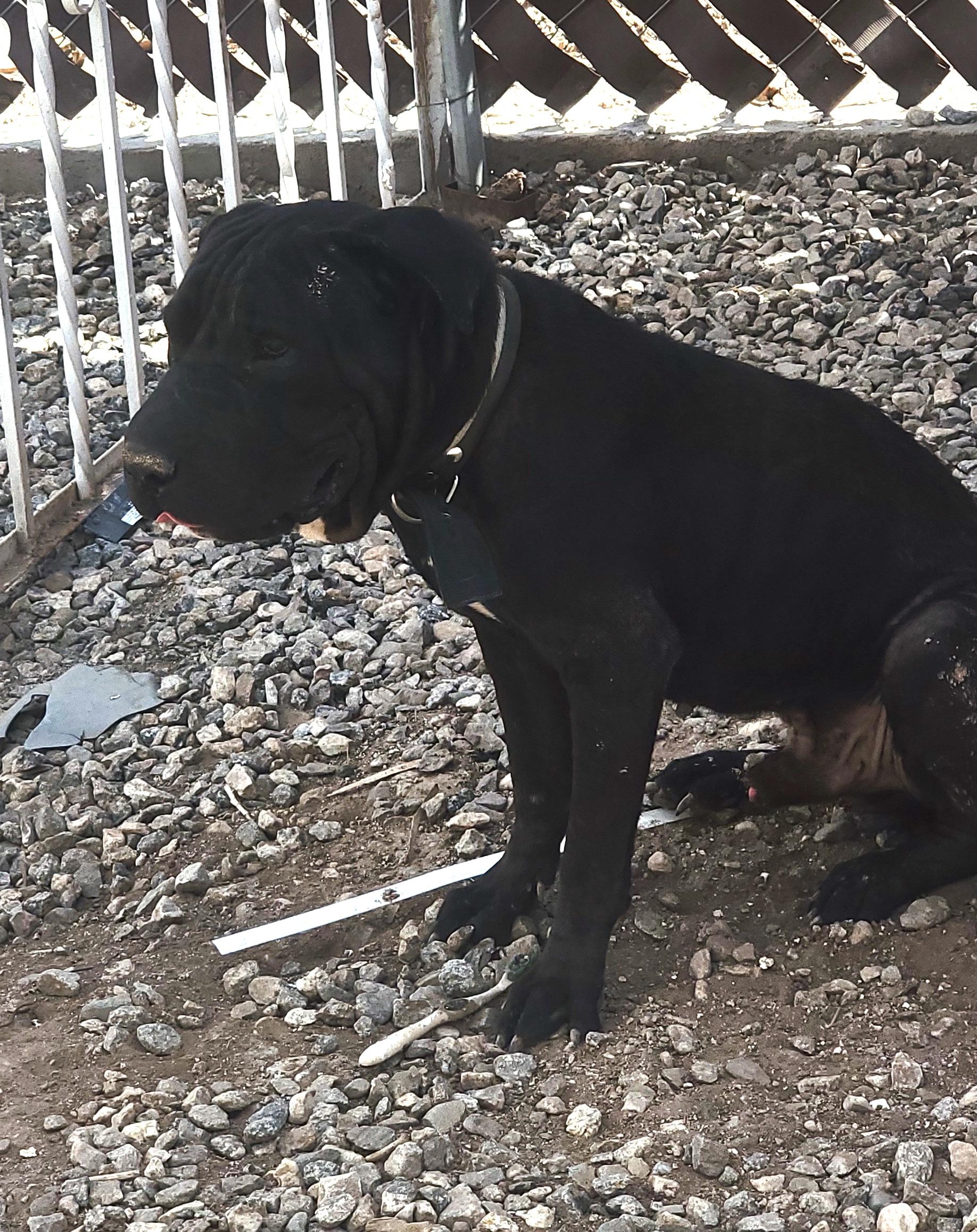 Tayson, an adoptable Cane Corso in Mexicali, BCN, 21280 | Photo Image 1
