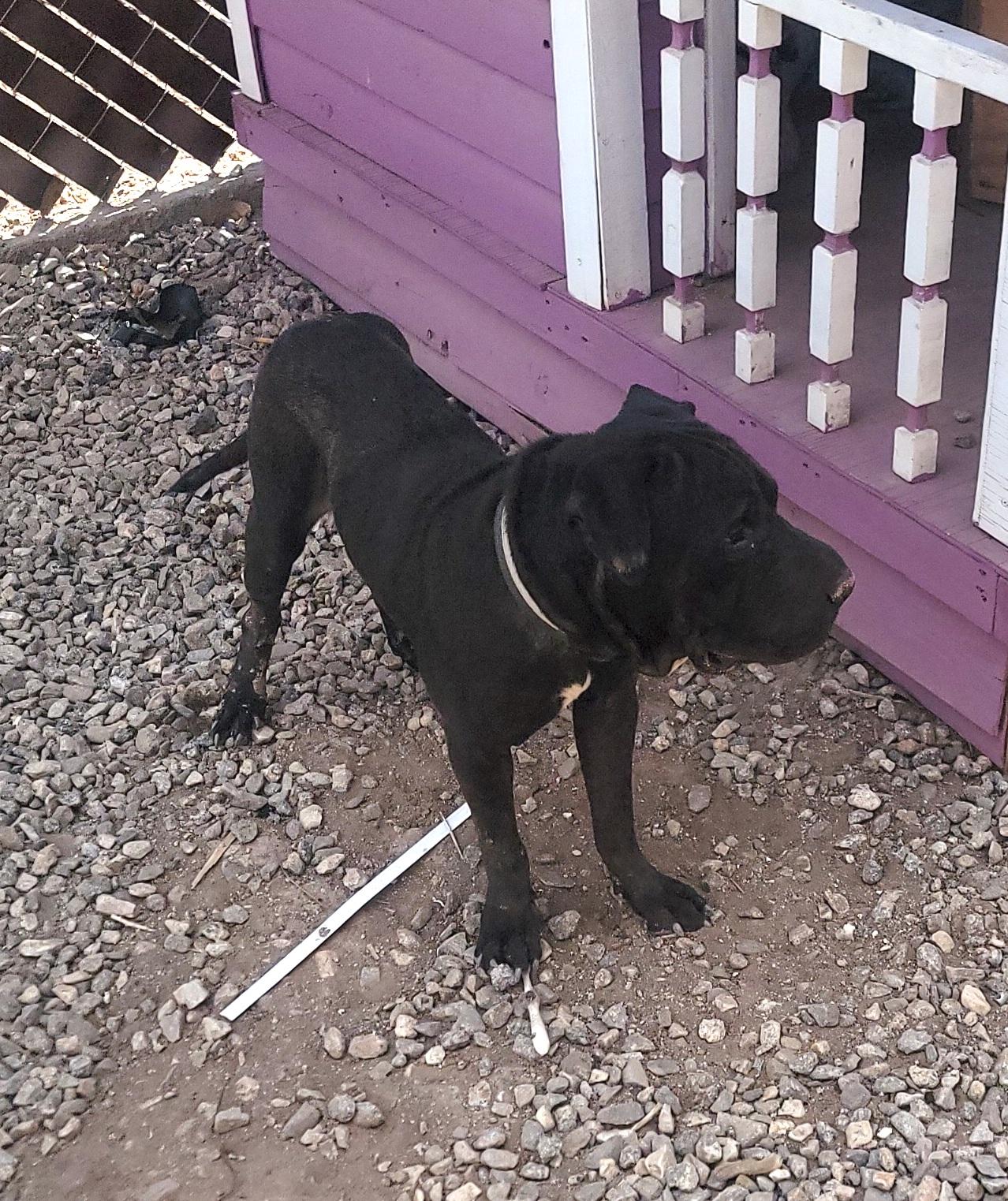 Tayson, an adoptable Cane Corso in Mexicali, BCN, 21280 | Photo Image 3