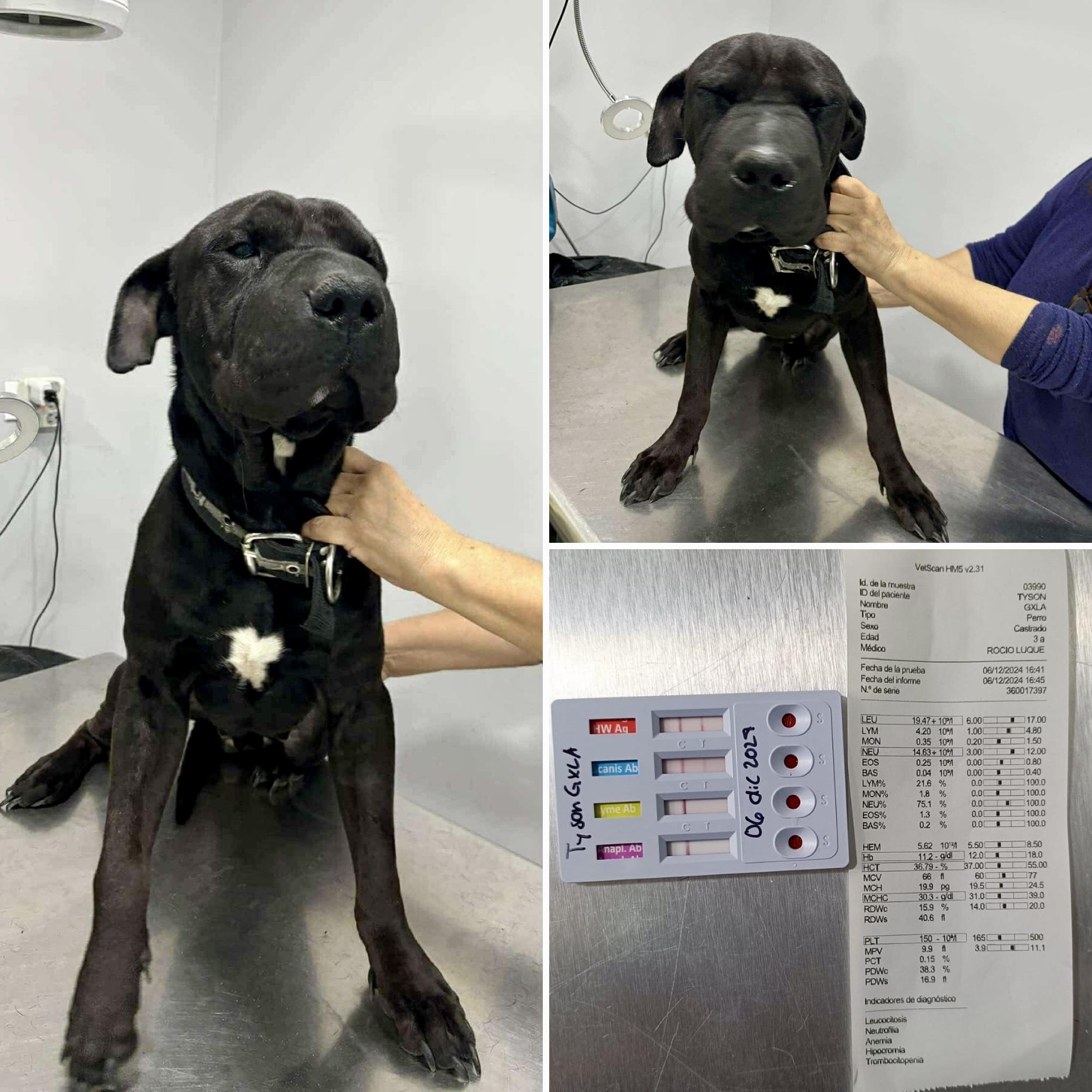 Tayson, an adoptable Cane Corso in Mexicali, BCN, 21280 | Photo Image 4