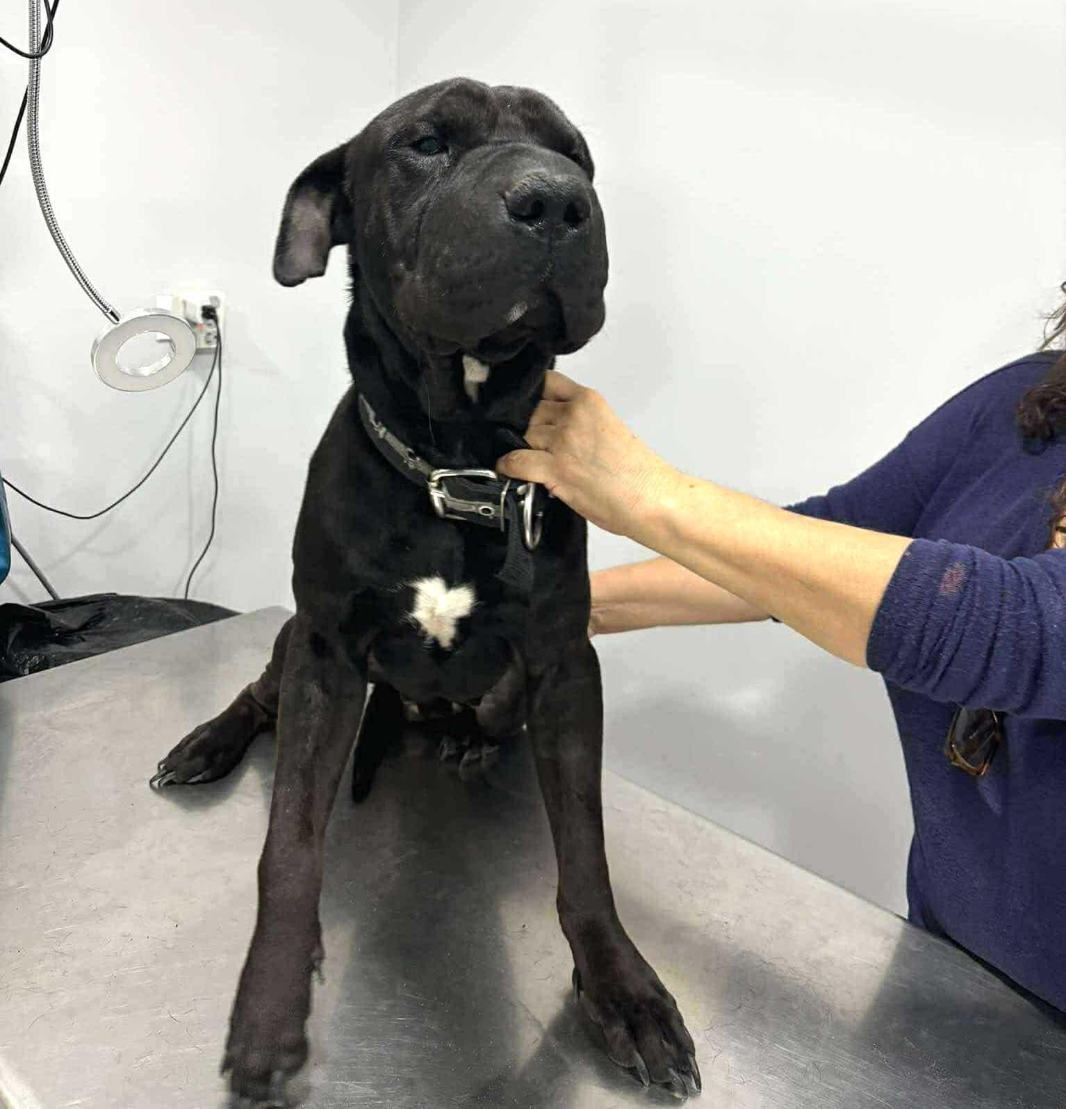 Tayson, an adoptable Cane Corso in Mexicali, BCN, 21280 | Photo Image 5