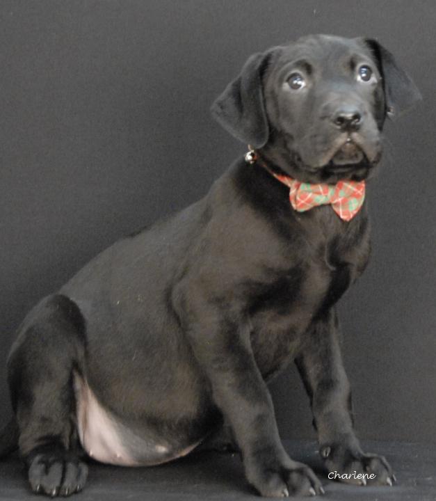 Tango Echo Delta, an adopted Black Labrador Retriever in Newland, NC image 1/2
