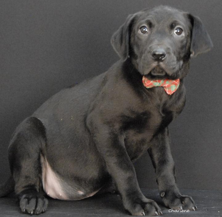Tango Echo Delta, an adopted Black Labrador Retriever in Newland, NC image 2/2