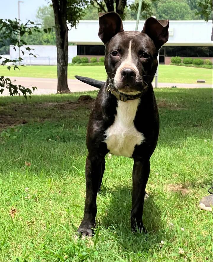 Enlarge Boris, a Adopted mixed breed in Jackson, TN image 1/1