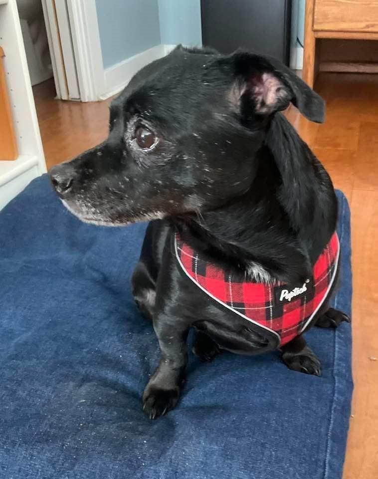 Ollie, Adopted, Senior Male Chihuahua.