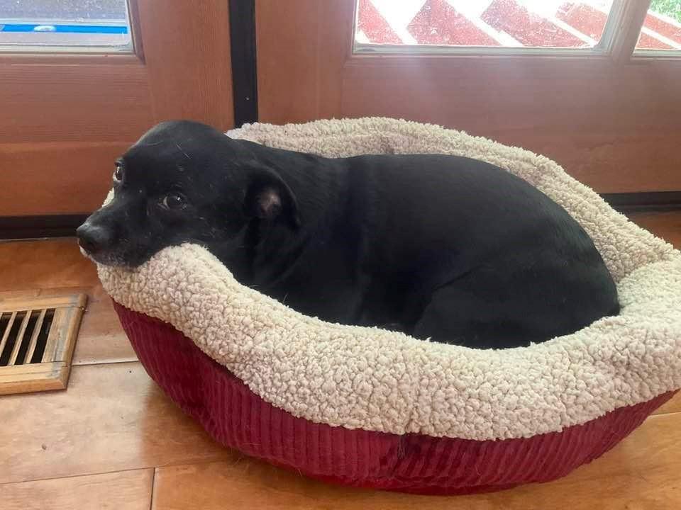 Enlarge Ollie, a Adopted mixed breed in Jackson, CA image 2/2