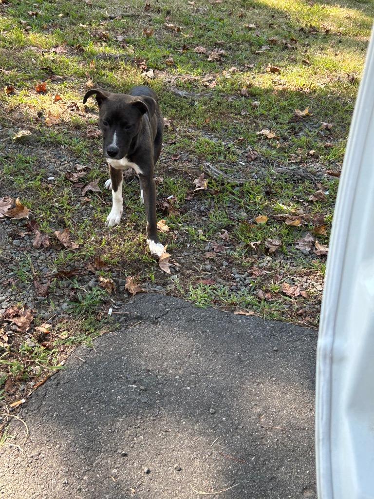 Levi, Adoptable, Young Male Mixed Breed.