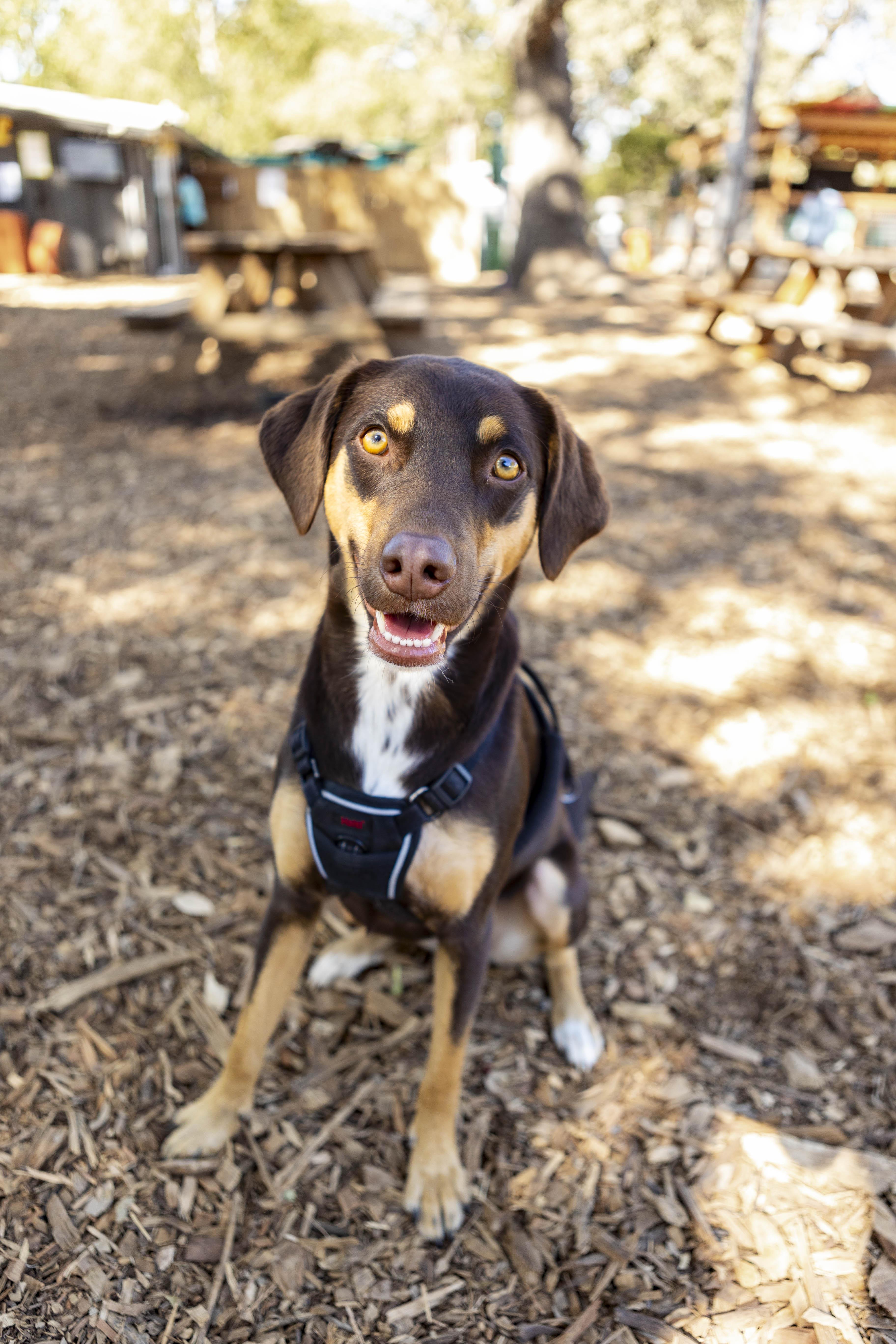 Bo, Adopted, Young Female Australian Kelpie.