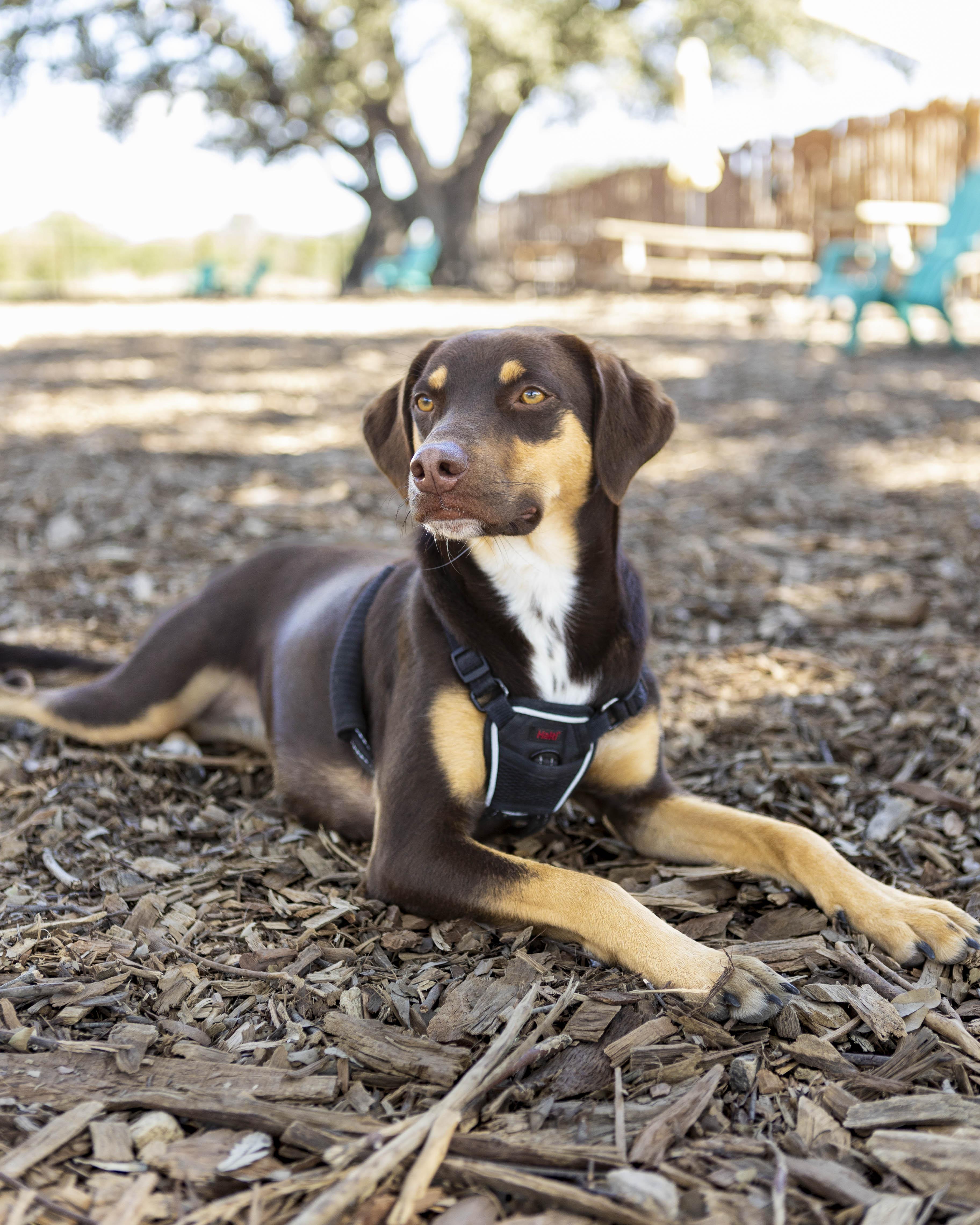 Bo, a Adopted mixed breed in Marble Falls, TX image 2/5