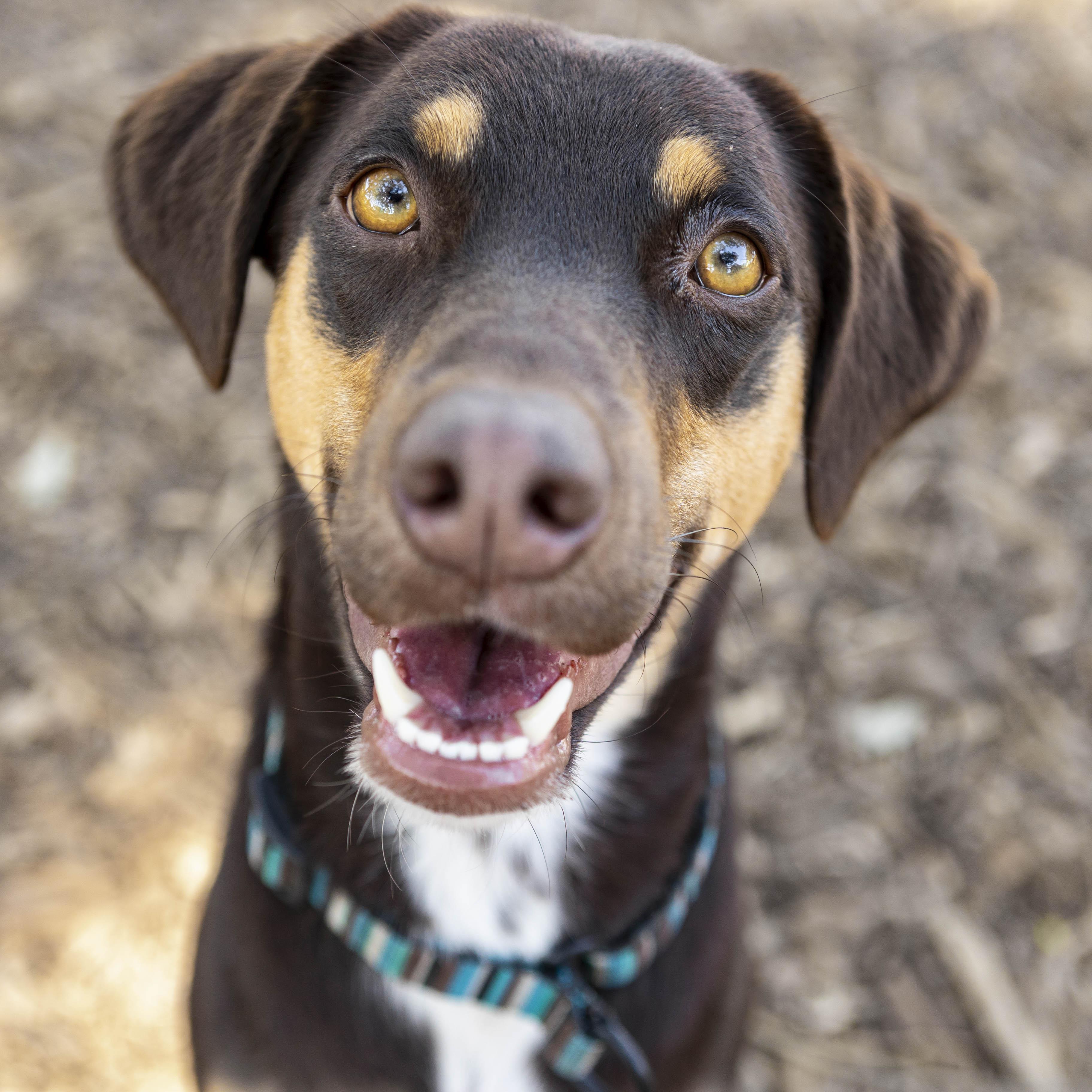 Bo, a Adopted mixed breed in Marble Falls, TX image 3/5