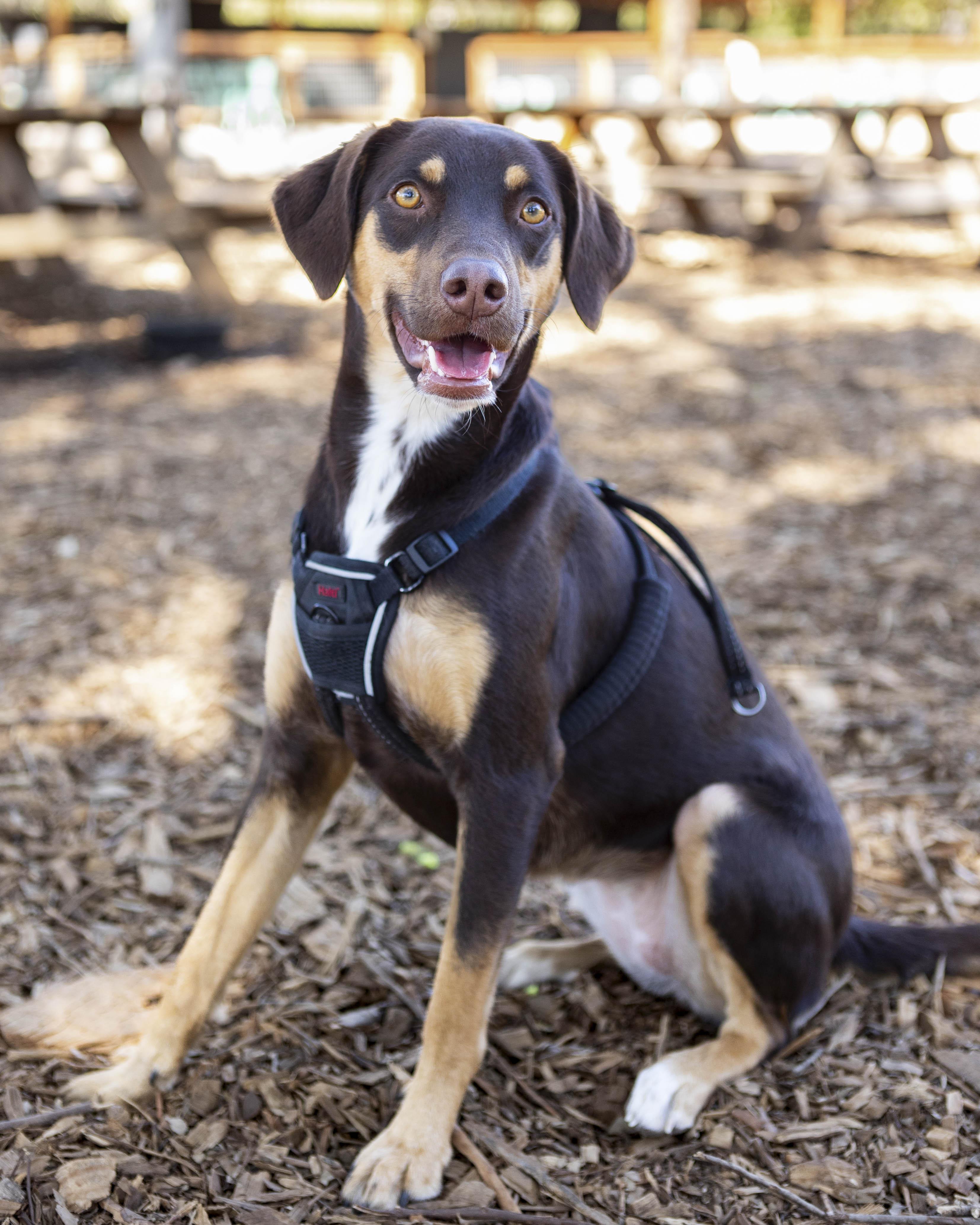 Bo, a Adopted mixed breed in Marble Falls, TX image 4/5