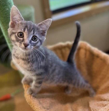 Petrie, Adoptable, Young Male Domestic Short Hair.