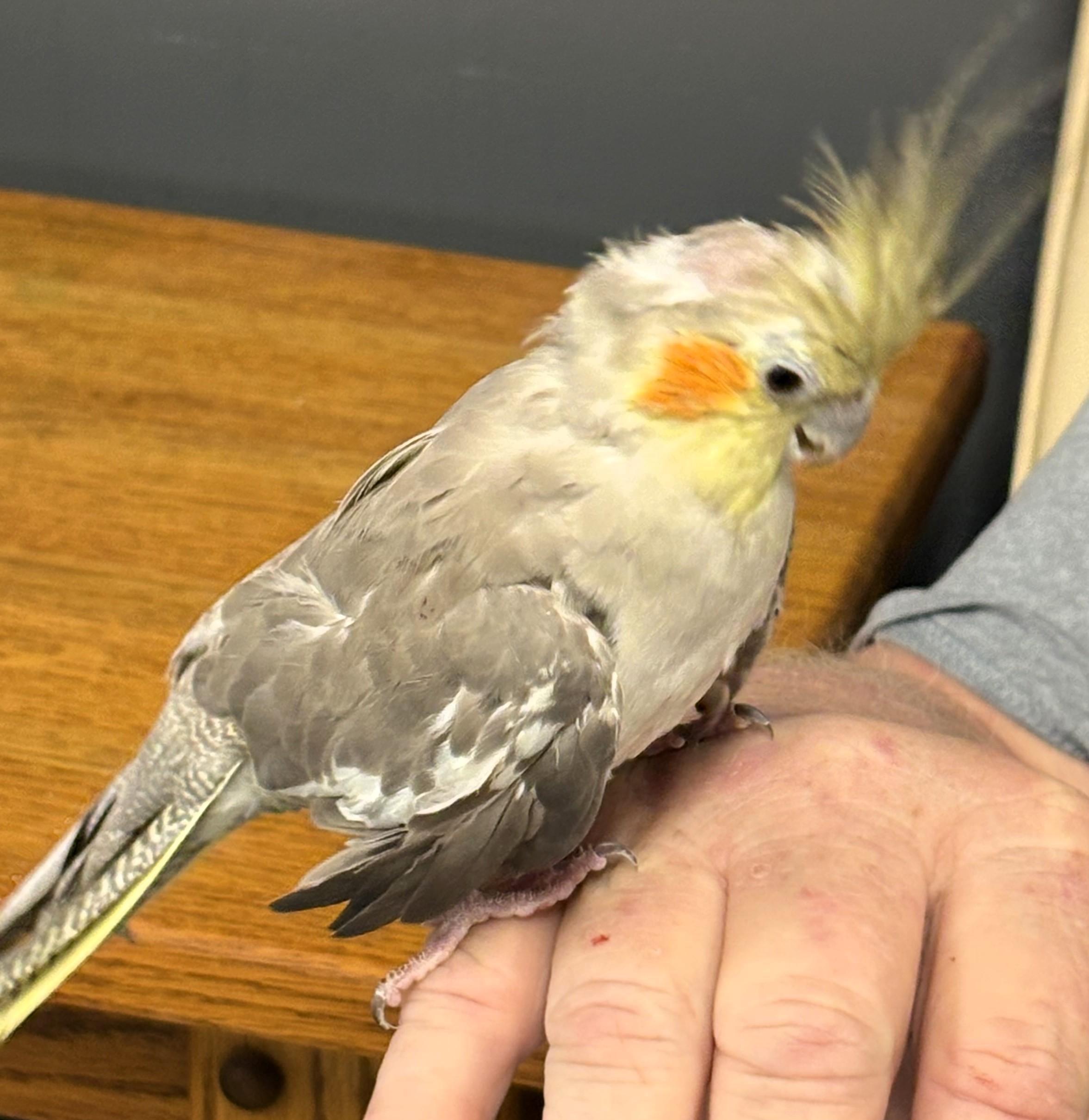 Enlarge Sweet Cheeks, a Adoptable Cockatiel in Lenexa, KS image 1/1
