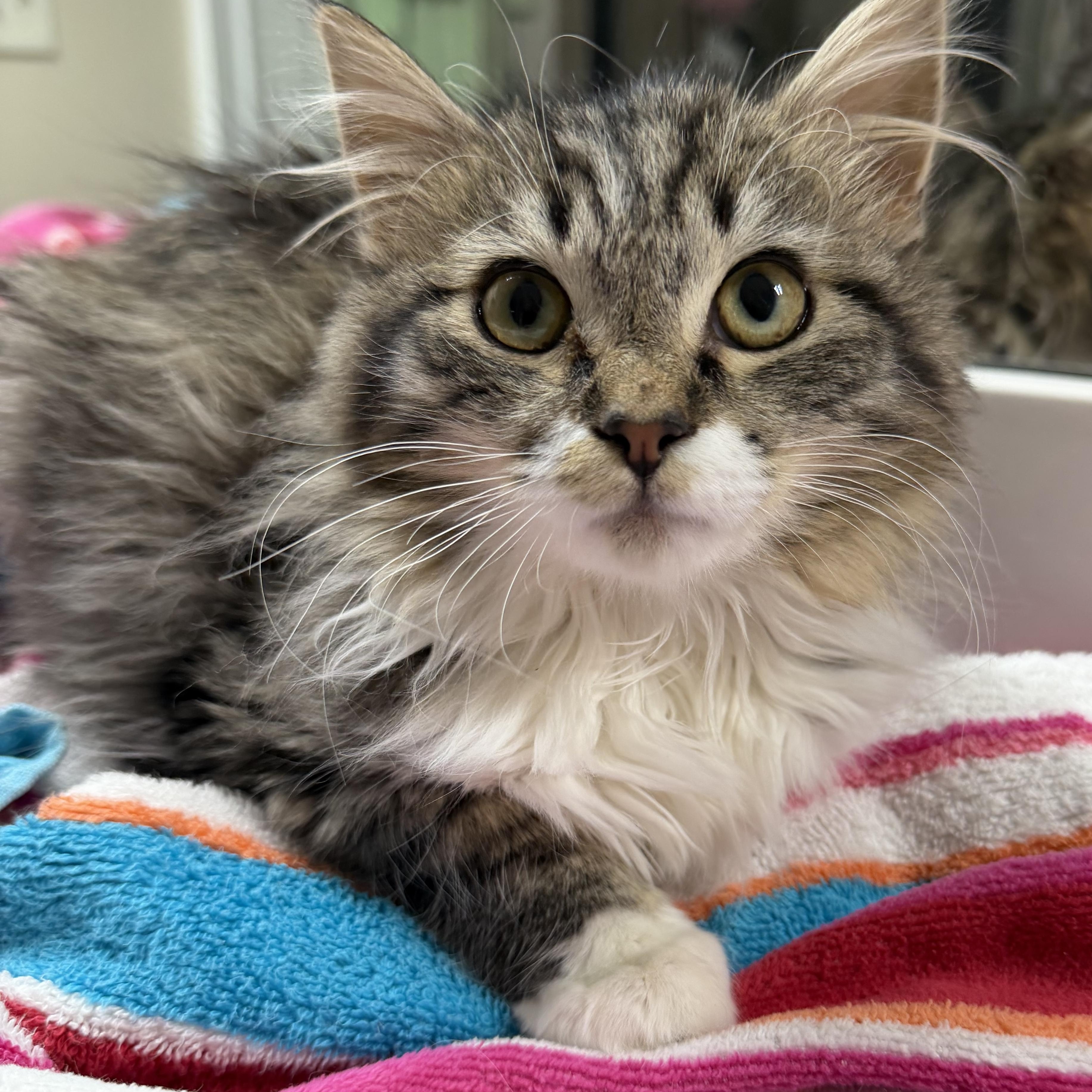 Mocoso, adopted, Young Male Domestic Long Hair.