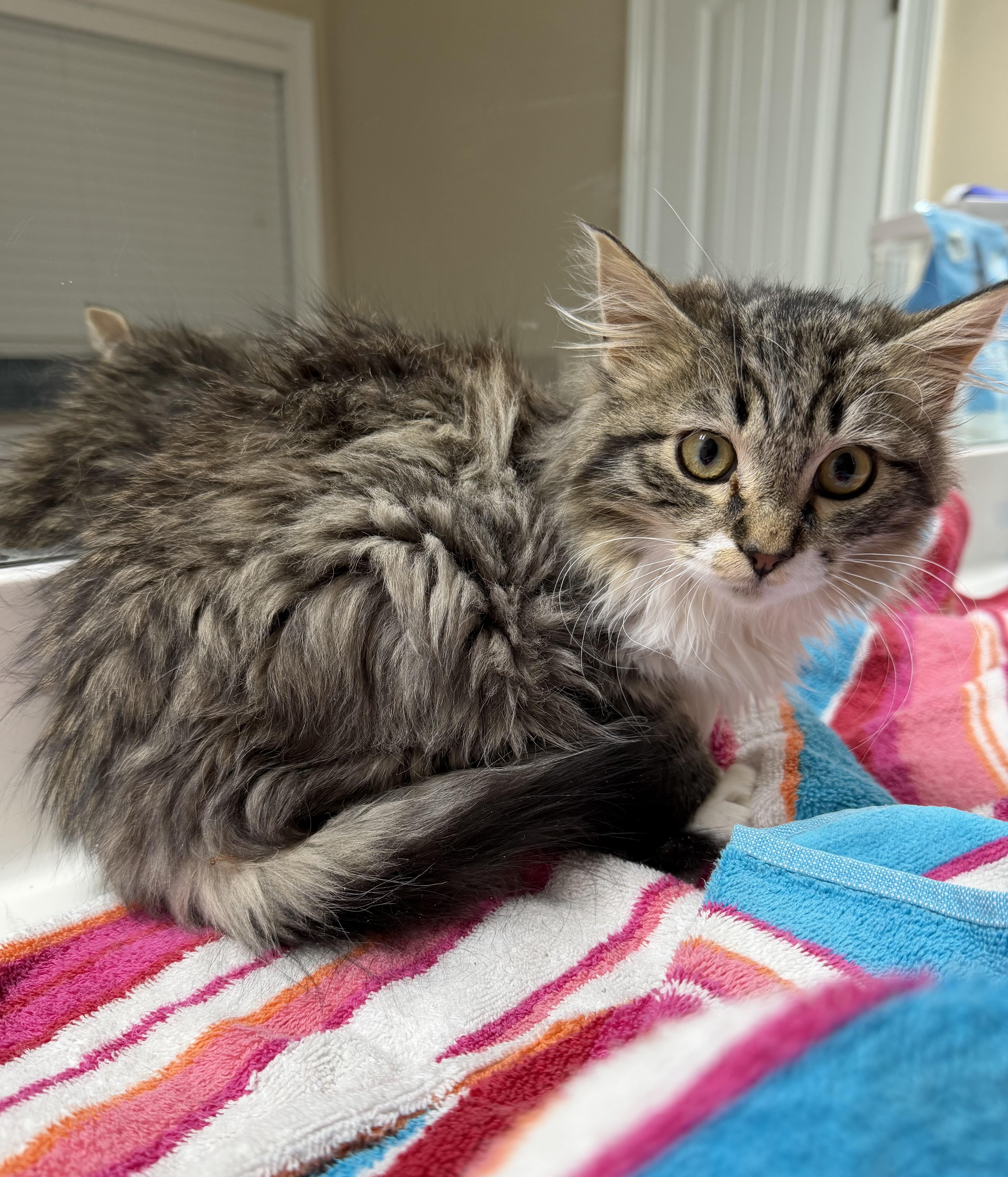 Enlarge Mocoso, an adopted Domestic Long Hair in Woodstock, GA image 2/3