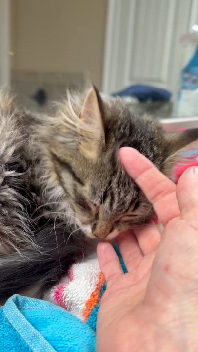 Enlarge Mocoso, an adopted Domestic Long Hair in Woodstock, GA video 3/3