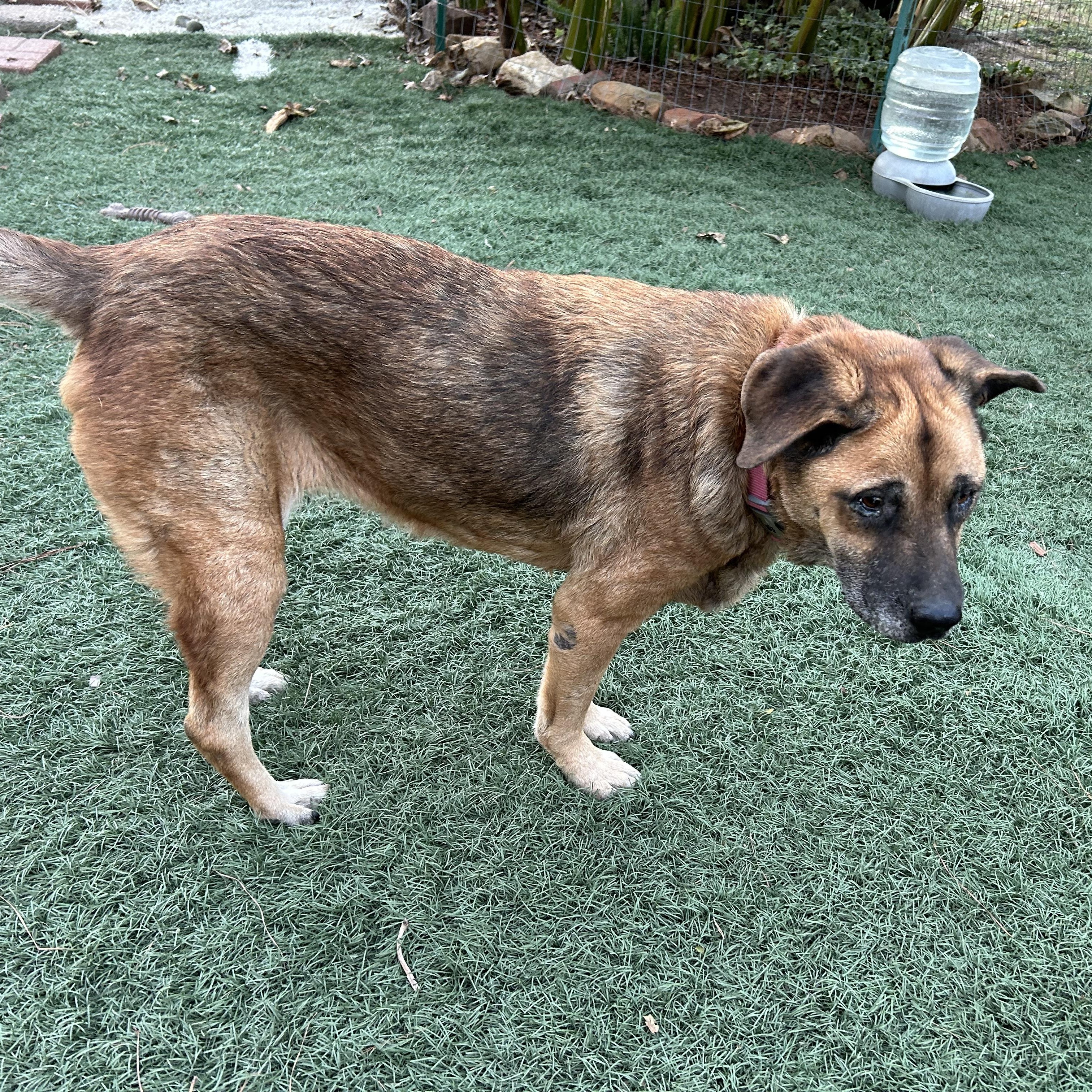Enlarge Opal, a Adoptable mixed breed in Magnolia, TX image 5/6