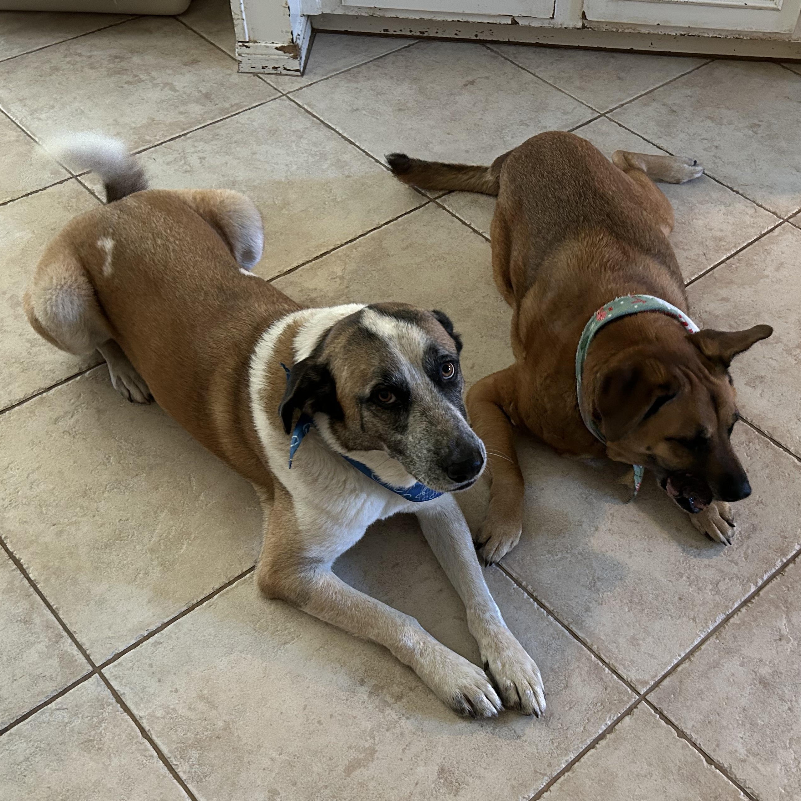 Enlarge Opal, a Adoptable mixed breed in Magnolia, TX image 6/6